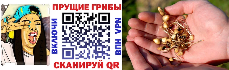 Галлюциногенные грибы Psilocybine cubensis  OMG зеркало  Нестеровская 